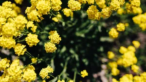 高清油菜花图片_9
