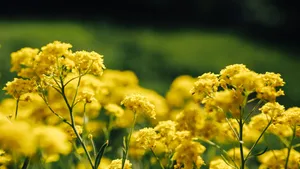 高清油菜花图片_10