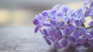 清新淡雅的花朵图片大全_2