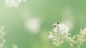 清新淡雅的花朵图片大全_3