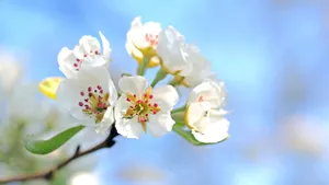 清新淡雅的花朵图片大全_5