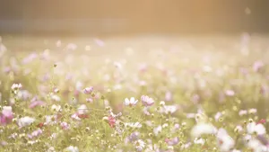 清新淡雅的花朵图片大全_8