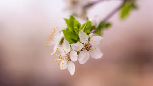 清新淡雅的花朵图片大全_9