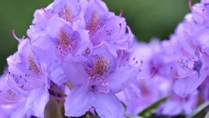 杜鹃花映山红图片_2
