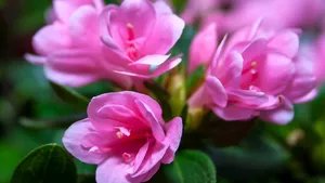 杜鹃花映山红图片_3