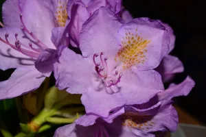 杜鹃花映山红图片_6