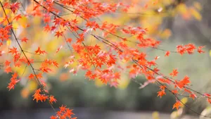 黄色枫叶图片
