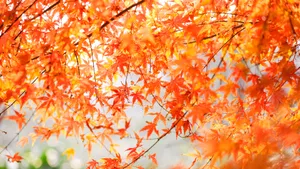 黄色枫叶图片_3