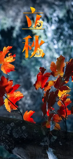 二十四节气立秋落叶