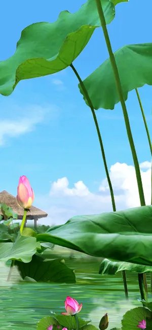 小清新传统节气小暑荷塘风光