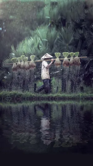 挑秧_1