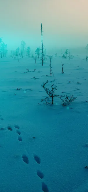冬季雪地步行足迹