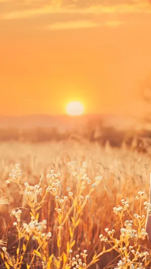 夕阳静好