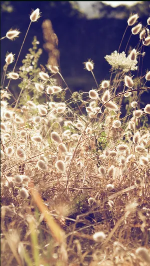 风中的芦苇