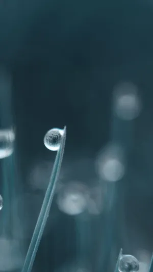 清晨时草叶上微小的露水_1