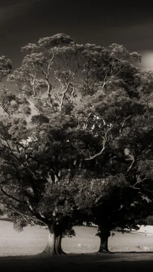 闹鬼的灰树_1