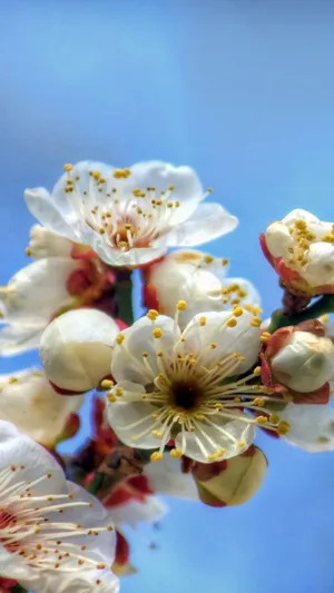 盛开的苹果花_1