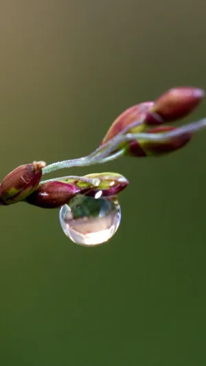 樱桃花露水