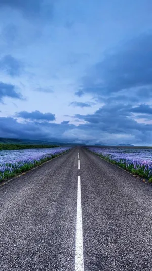 蓝色花场高速公路