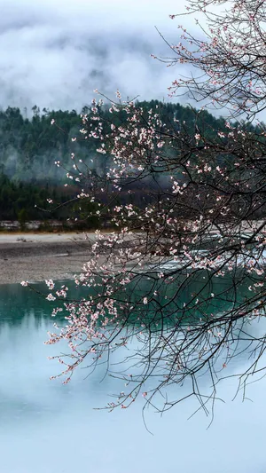 赏花季之林芝