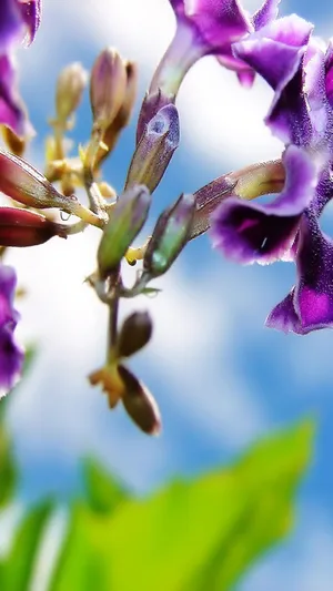 紫色春花