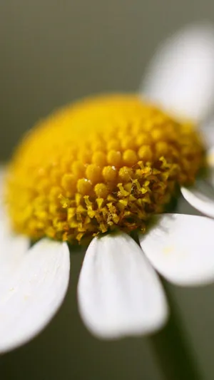 洋甘菊花