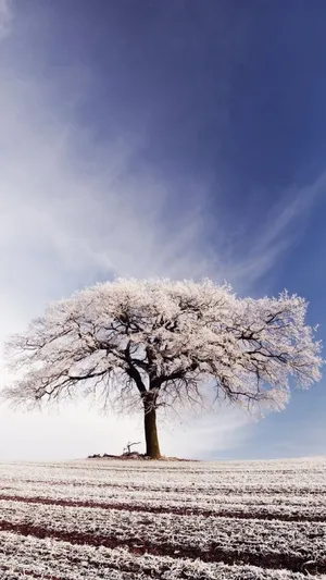 大树覆盖雪地