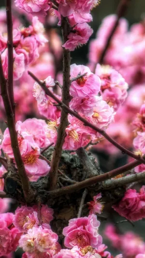 粉红樱花