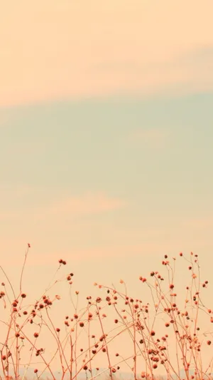 黄昏风景草