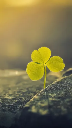 阳光下的三叶草