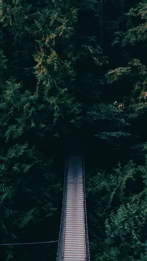 茂密绿色森林