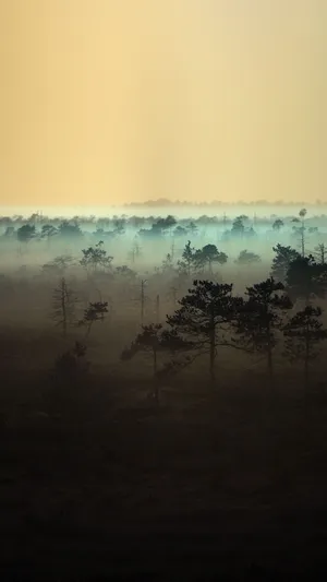 晨雾森林