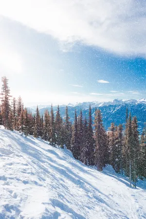雪山 森林