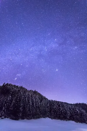 森林 星空