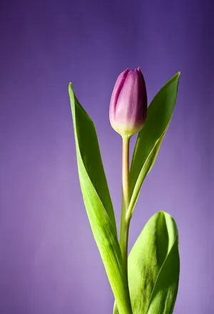 花 盛开 春 郁金香