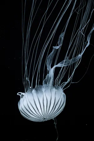 海蜇 触角 水母