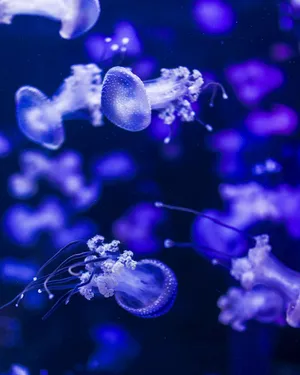 海蜇 蓝色 水母