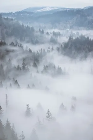 雾 森林