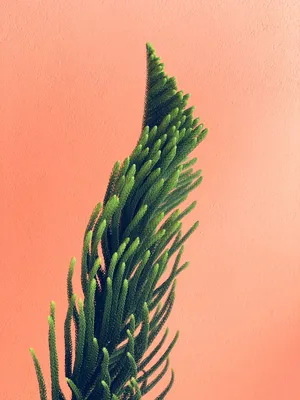 沙漠绿植植物