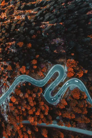 森林崎岖蜿蜒的公路