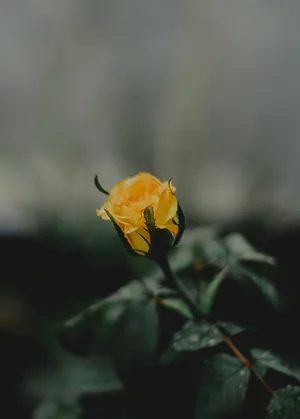 黄色的花_1