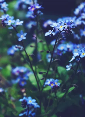 蓝色的花