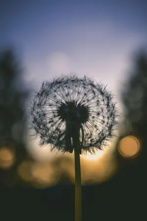 蒲公英 虚拟背胶