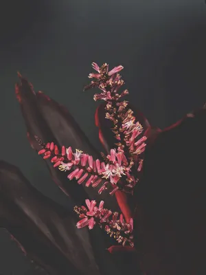 花 紫色_1