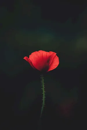 红色的花