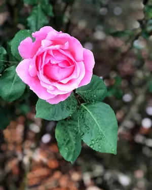 玫瑰画 月季花