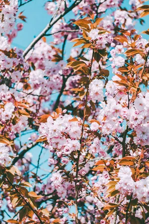 樱花 春天