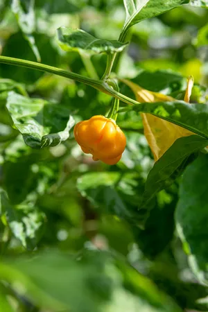 黄色胡椒 植物 香料_1