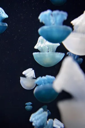 海景沙滩水母_1