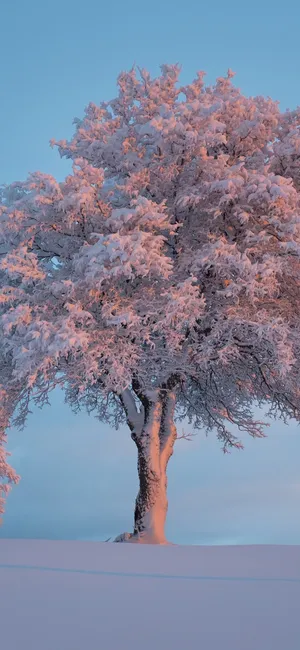 雪地中屹立的一棵树，树上挂满雪，超美